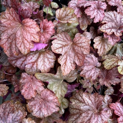 Heuchera villosa Carnival Watermelon