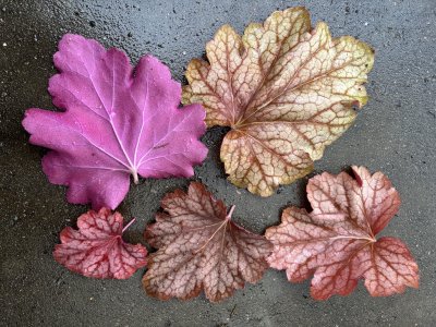 Heuchera villosa Carnival Watermelon