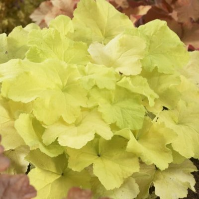 Heuchera villosa Citronelle