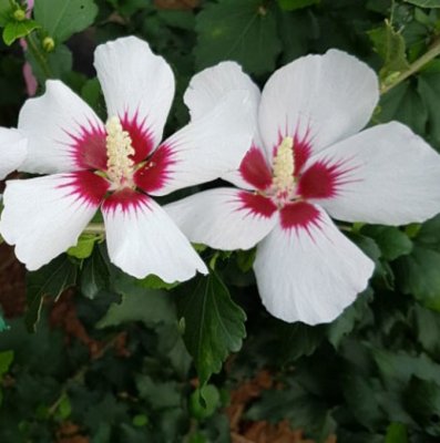 Hibiscus syriacus Little Legends White