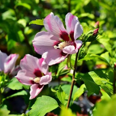 Hibiscus syriacus Mathilde