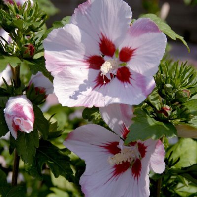 Hibiscus syriacus Hamabo, Frilandshibiskus