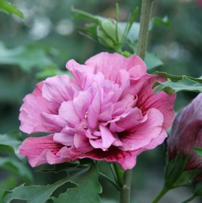 Hibiscus syriacus Kakapo, Frilandshibiskus, C5