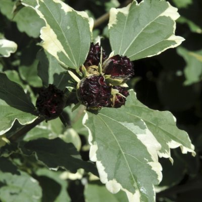 Hibiscus syriacus Purpureus Variegatus