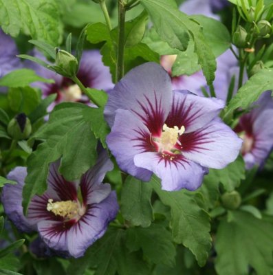 Hibiscus syriacus Ultramarine ®, Frilandshibiskus