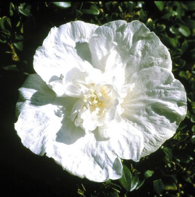 Hibiscus syriacus White Chiffon ® (Notwoodtwo), Frilandshibiskus, C5