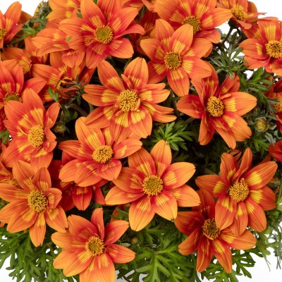 Bidens ferulifolia Glowing Sky