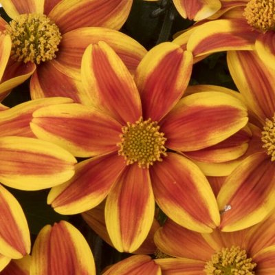 Bidéns Brazen ™ Samurai, stickling 3-pack