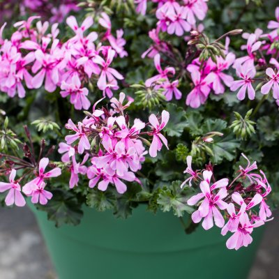 Hängpelargon Calliope ® Cascade Dark Pink, stickling 3-pack