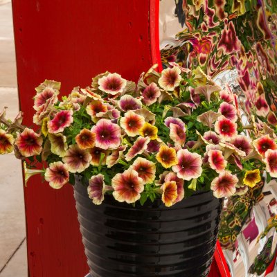 Petunia x hybrida Fun House™ Peach Melba