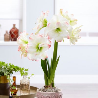 Amaryllis Amadeus Candy ®