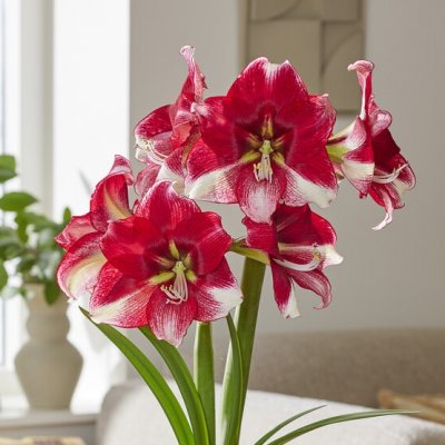 Hippeastrum American Dream ®
