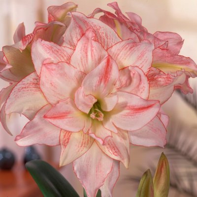 Amaryllis Aphrodite