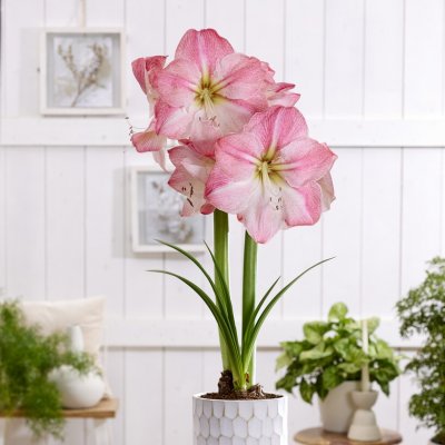 Amaryllis Blossom Grandise ®