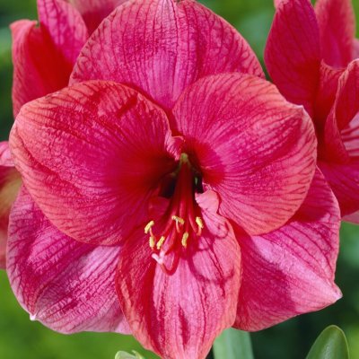 Amaryllis Bolero ®
