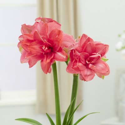 Amaryllis Candy Nymph ®