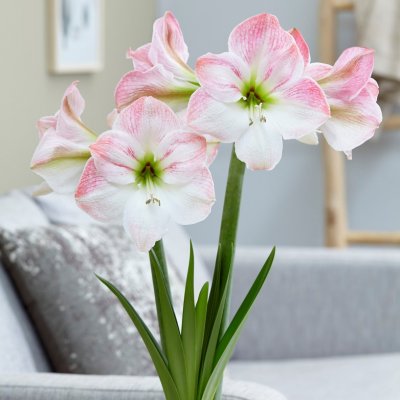 Amaryllis Cherry Blossom ®