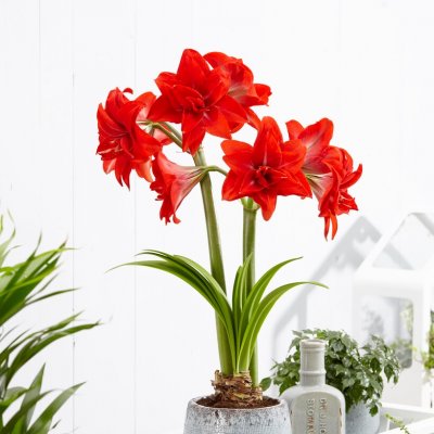 Amaryllis Double Delicious ®