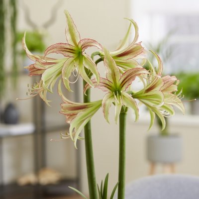 Hippeastrum Emerald ®