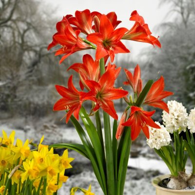 Amaryllis Fireball ®