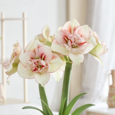 Hippeastrum Irinia ®