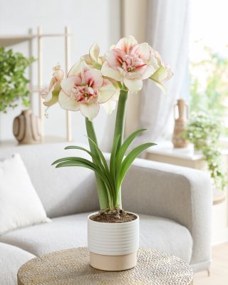 Hippeastrum Irinia ®