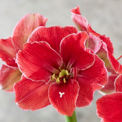 Amaryllis Magical Touch ®