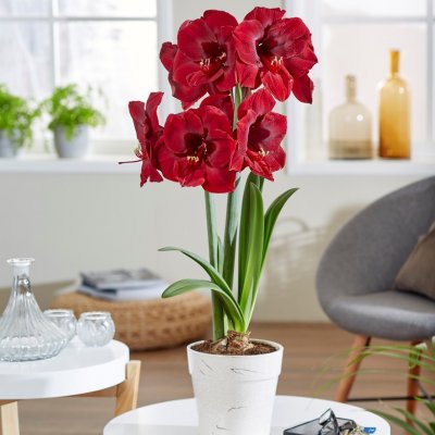 Amaryllis Mandela