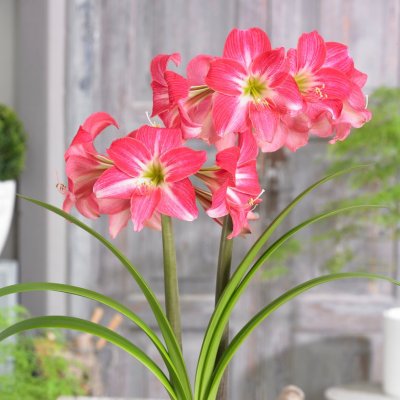 Amaryllis Neon