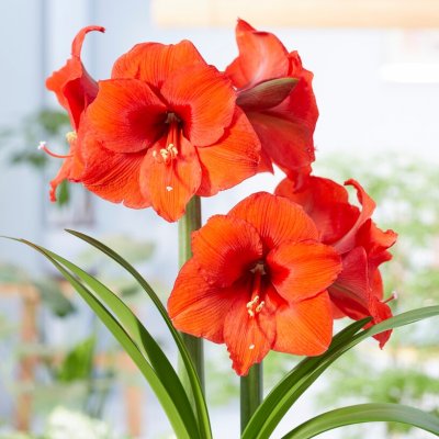 Amryllis Orange Souvereign