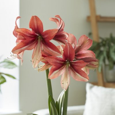 Hippeastrum Pink Amazon ®