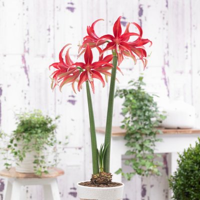 Spindelamaryllis Quito ®