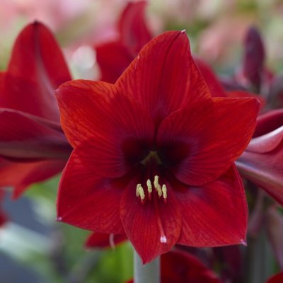 Amaryllis Rapido