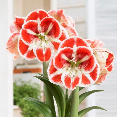 Amaryllis Samba ®