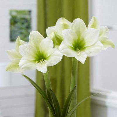 Amaryllis Siberia ®