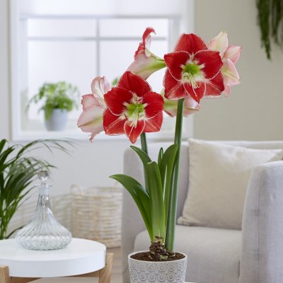 Amaryllis Silver Dream ®