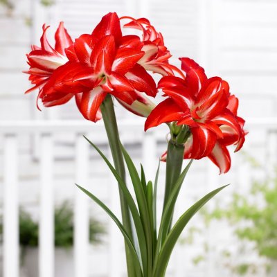 Amaryllis Splash ®