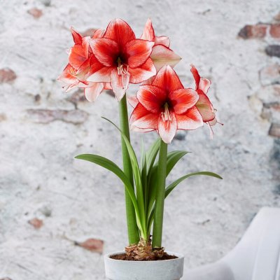Amaryllis Stardust