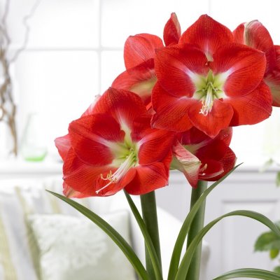 Hippeastrum Stargazer