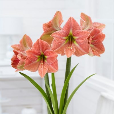 Amaryllis Terra Cotta Star ®