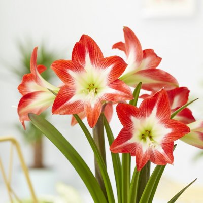 Amaryllis Tres Chic ®