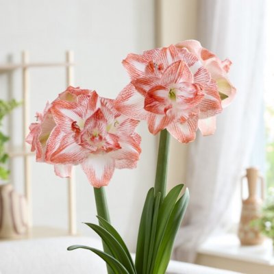 Hippeastrum United Glory ®