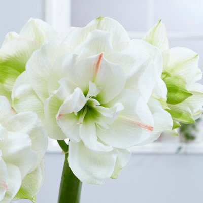 Amaryllis White Amadeus ®