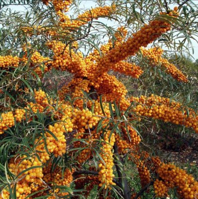 Hippophae rhamnoides Leikora