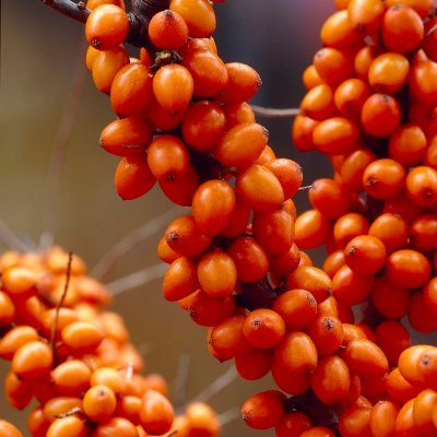 Hippophae rhamnoides Friesdorfer Orange, Havtorn