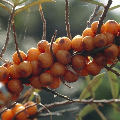 Hippophae rhamnoides Askola