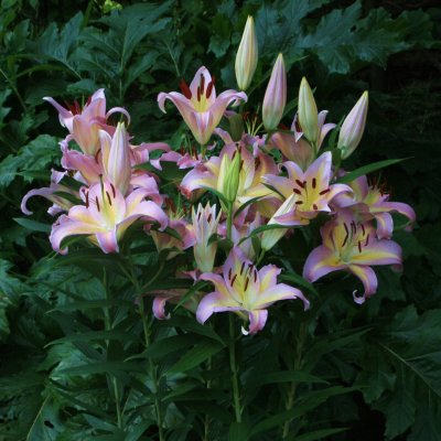 Lilium hybr. Hocus Pocus, Orientalisk Lilja, P11cm