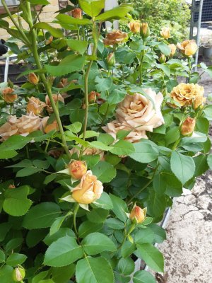 Honey Dijon ™, Rabattros, C4