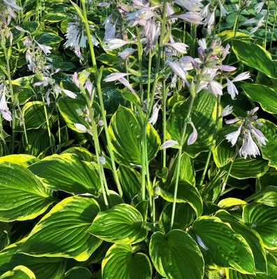 Hosta fortunei Aureomarginata, Blomsterfunkia, C5