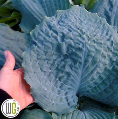 Hosta hybr. Shadowland® Diamond Lake, Funkia, C3